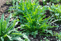 Arugula Seeds 500 Pack – Heirloom Rocket Salad, Non-GMO, Fast-Growing Leafy Green for Cool-Season Gardens and Containers