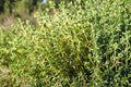Heirloom Thyme Seeds 300 Pack – Non-GMO Aromatic Culinary Herb – Common Thymus vulgaris for Herb Gardens & Containers