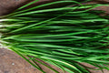 Garlic Chives Seeds - Heirloom Non-GMO Allium tuberosum Herb Pack for Containers & Gardens