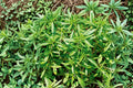 Summer Savory Seeds - Heirloom Satureja hortensis, 500 Seeds Pack for Culinary Herb Gardens, Fast-Growing Annual Herb