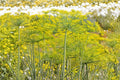Bouquet Dill Seeds 500 Pack – Heirloom Anethum graveolens for Pickling, Culinary Use & Herb Gardens