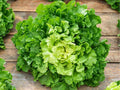 Batavian Broadleaf Endive Seeds – Heirloom, Non-GMO, Leafy Green for Salads & Cooking