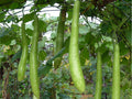 Snake Gourd Seeds – Long Edible Curved Vegetable, Heirloom, Non-GMO, Lagenaria siceraria