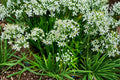 Flowering Chinese Leek Seeds, Garlic Chives, Heirloom Non-GMO Herb, Edible Flowers, Culinary & Ornamental, 100 Seeds