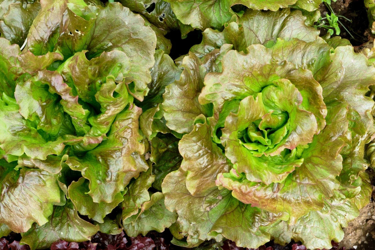 Bronze Mignonette Butterhead Lettuce Seeds - Heirloom Non-GMO Mini Bibb Variety for Salad Gardens