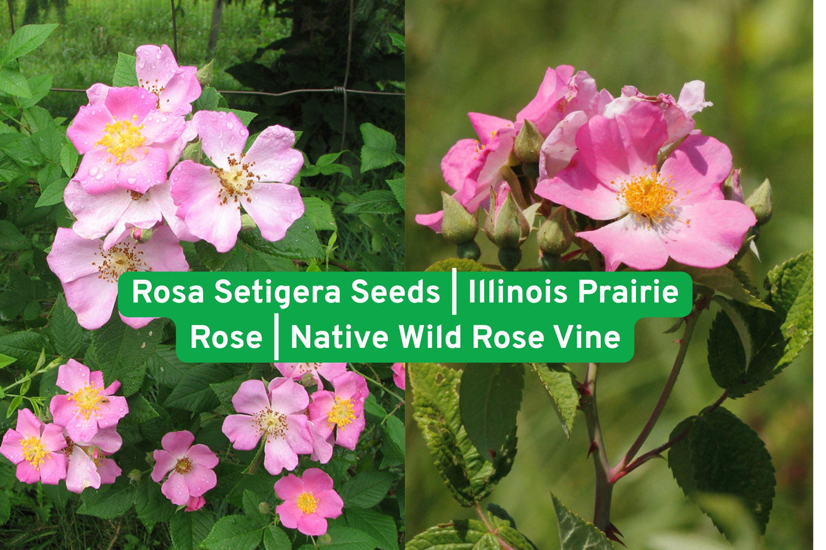 Rosa Setigera Seeds | Illinois Prairie Rose Native Wild Climbing Rose Vine for Fences & Wildlife Gardens