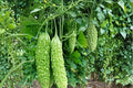 Dark Jade Hybrid Bitter Melon Seeds – High Yield Tropical Climbing Vine for Asian Cuisine, Garden, and Greenhouse