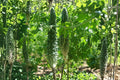 Bitter Gourd Futo Spindle Seeds – Heirloom Non-GMO Climbing Vine for Summer Garden, Long Spindle-Shaped Fruits, Tropical Vegetable Plant