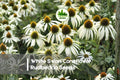 White Swan Coneflower Rudbeckia Seeds – 200+ Fresh White Rudbeckia hirta for Borders, Pollinator Gardens, Summer Blooms