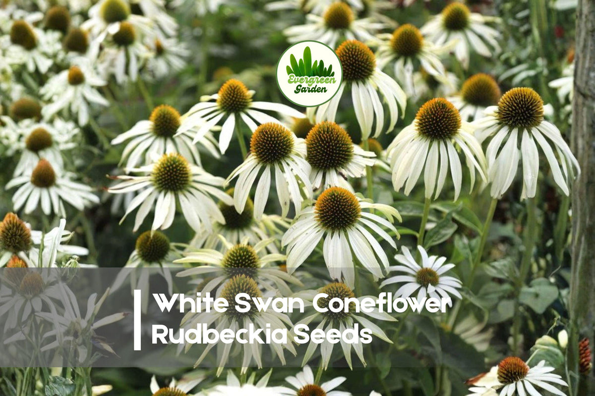 White Swan Coneflower Rudbeckia Seeds – 200+ Fresh White Rudbeckia hirta for Borders, Pollinator Gardens, Summer Blooms