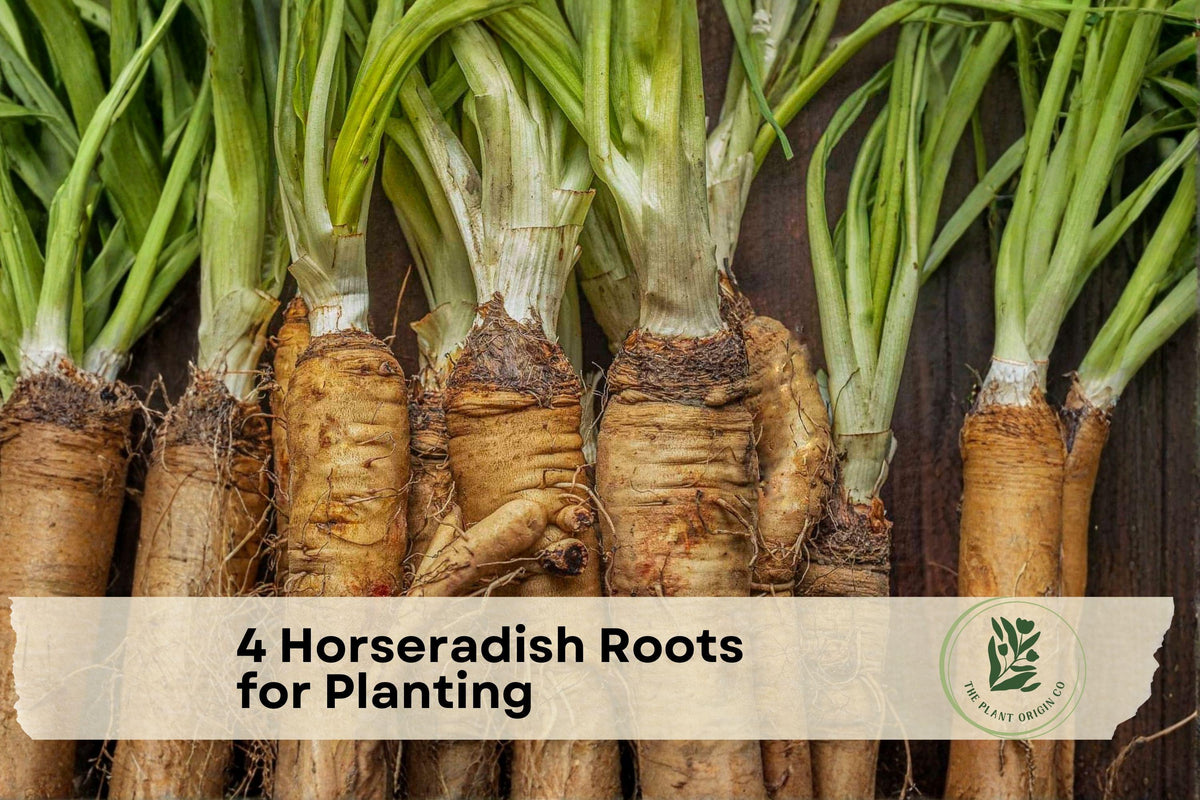 4 Big Top Horseradish Roots for Planting - Armoracia rusticana, Perennial Edible Root, Hardy Vegetable Crop, Garden Root Crown