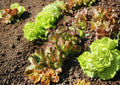 Rouge De Hiver Red Romaine Lettuce Seeds – French Heirloom, Cool-Season, Winter Hardy, 1000 Seeds