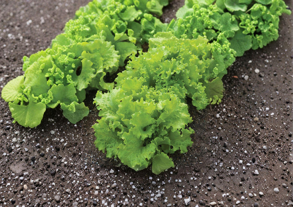 Black Seeded Simpson Lettuce Seeds, Heirloom Loose Leaf, Fast Growing Garden Vegetable, Cool-Season, 1000 Seeds