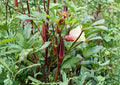 Red Burgundy Okra Seeds – Heirloom Vegetable, High Yield, Warm Season Garden Plant, Red Pods, Abelmoschus esculentus