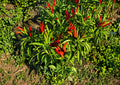 Thai Garden Bird Hot Pepper Seeds – 25 Heirloom Chili Seeds for Spicy Thai Cuisine, Bird’s Eye Chili, Compact, High Yield, Hot Pepper Seeds