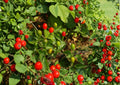 Chiltepin Hot Pepper Seeds – Heirloom Wild Chili for Fiery Peppers, Hot Sauce, Salsa, Garden Growing
