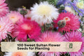 100 Sweet Sultan Flower Seeds – Native Wildflower, Pink Lavender Blooms, Centaurea americana, Pollinator-Friendly, Easy to Grow