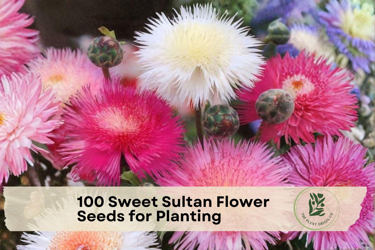 100 Sweet Sultan Flower Seeds – Native Wildflower, Pink Lavender Blooms, Centaurea americana, Pollinator-Friendly, Easy to Grow
