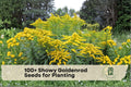 Showy Goldenrod Seeds - Native Perennial Wildflower for Pollinator Gardens - Solidago speciosa, 100+ Seeds