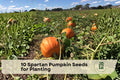 Spartan Pumpkin Seeds for Planting, Classic Orange Pumpkin, Annual Vine, Garden Grow, Fall Decor, Heirloom Variety