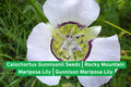 Rocky Mountain Mariposa Lily Seeds | Native Perennial Calochortus gunnisonii for Wildflower Gardens & Pollinator Attracting Plant