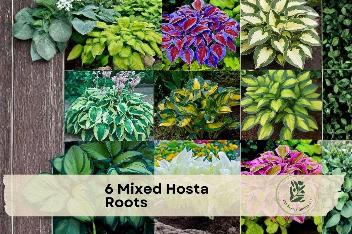 6 Mixed Hosta Roots for Shade Gardens, Perennial Landscaping, Variegated and Green Foliage, Planting Bulbs