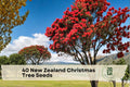 40 New Zealand Christmas Tree Seeds | Ornamental Pohutukawa (Metrosideros excelsa) for Landscaping & Containers