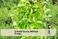 Gold Curly Willow Trees - Ornamental Fast-Growing Landscape Trees with Golden Bark, Curly Branches, and Winter Interest
