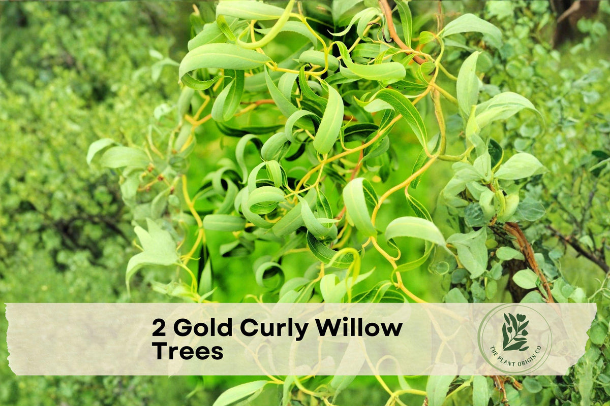 Gold Curly Willow Trees - Ornamental Fast-Growing Landscape Trees with Golden Bark, Curly Branches, and Winter Interest