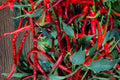 Heirloom Cayenne Red Long Pepper Seeds – 25 Spicy Chili Pods for Drying, Sauces, Hot Peppers, Capsicum annuum