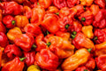 Scotch Bonnet Red Pepper Seeds – Heirloom Super Hot Chili for Caribbean Cuisine – 25 Pack
