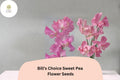 Bill’s Choice Sweet Pea Seeds – Pink Climbing Flower, Lathyrus odoratus, 50+ Seeds for Garden, Trellis & Fence, Cut Flowers