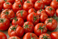 Floradel Tomato Seeds - Heat Tolerant Heirloom Slicing Variety, 30 Seeds, Organic, High Yield, Outdoor Garden, Fresh Eating