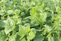 Malabar Spinach Seeds, Heirloom Tropical Climbing Vegetable, Green Vines Supreme, Ipomoea reptans