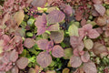 Red Perilla Shiso Herb Seeds – 100 Heirloom Asian Culinary Garden Seeds for Sushi, Pickling, Garnishing, and Herbal Tea