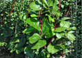 Red Stem Malabar Spinach Seeds – Heirloom Climbing Vegetable for Summer Gardens, Green Leaves with Red Stems, Thrives in Hot Weather