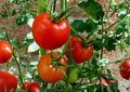 Floradel Tomato Seeds – Heirloom Red Slicing Variety for Warm Climates, 30 Seeds, Heat-Tolerant, Gourmet Salad & Sandwich Tomatoes