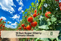 Sun Sugar Cherry Tomato Seeds – Early Maturing Orange Cherry Tomatoes, Heirloom, Solanum lycopersicum