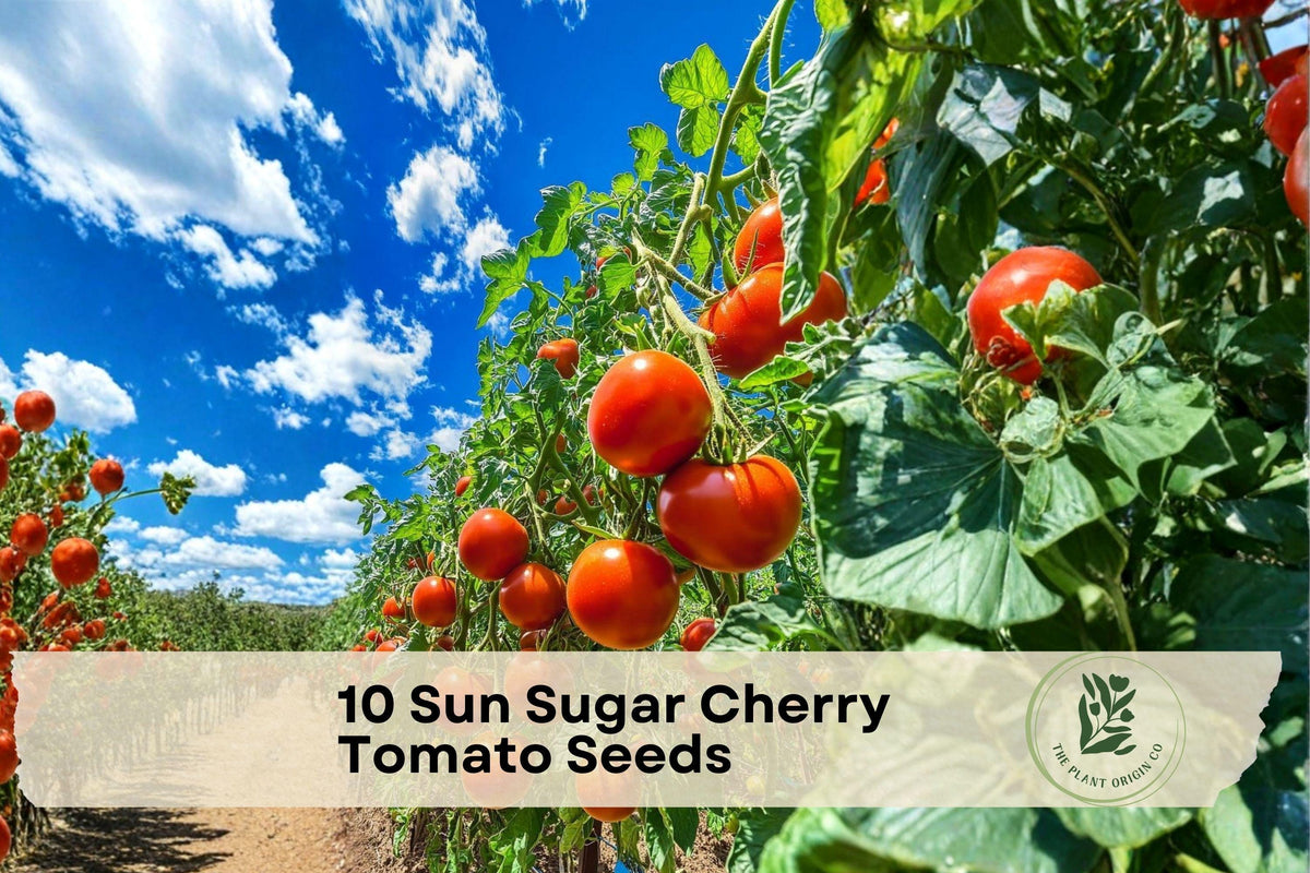Sun Sugar Cherry Tomato Seeds – Early Maturing Orange Cherry Tomatoes, Heirloom, Solanum lycopersicum