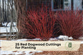 Red Osier Dogwood Cuttings for Propagation – Bright Red Stems, Easy Rooting, Fast-Growing Shrubs for Landscaping and Privacy Hedges
