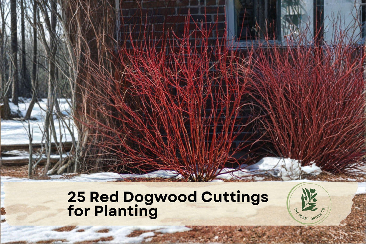 Red Osier Dogwood Cuttings for Propagation – Bright Red Stems, Easy Rooting, Fast-Growing Shrubs for Landscaping and Privacy Hedges