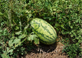 Jubilee Watermelon Seeds – Heirloom Vegetable Seeds for Sweet Red Melon, Large Oblong Fruit, Heirloom, Summer Crop