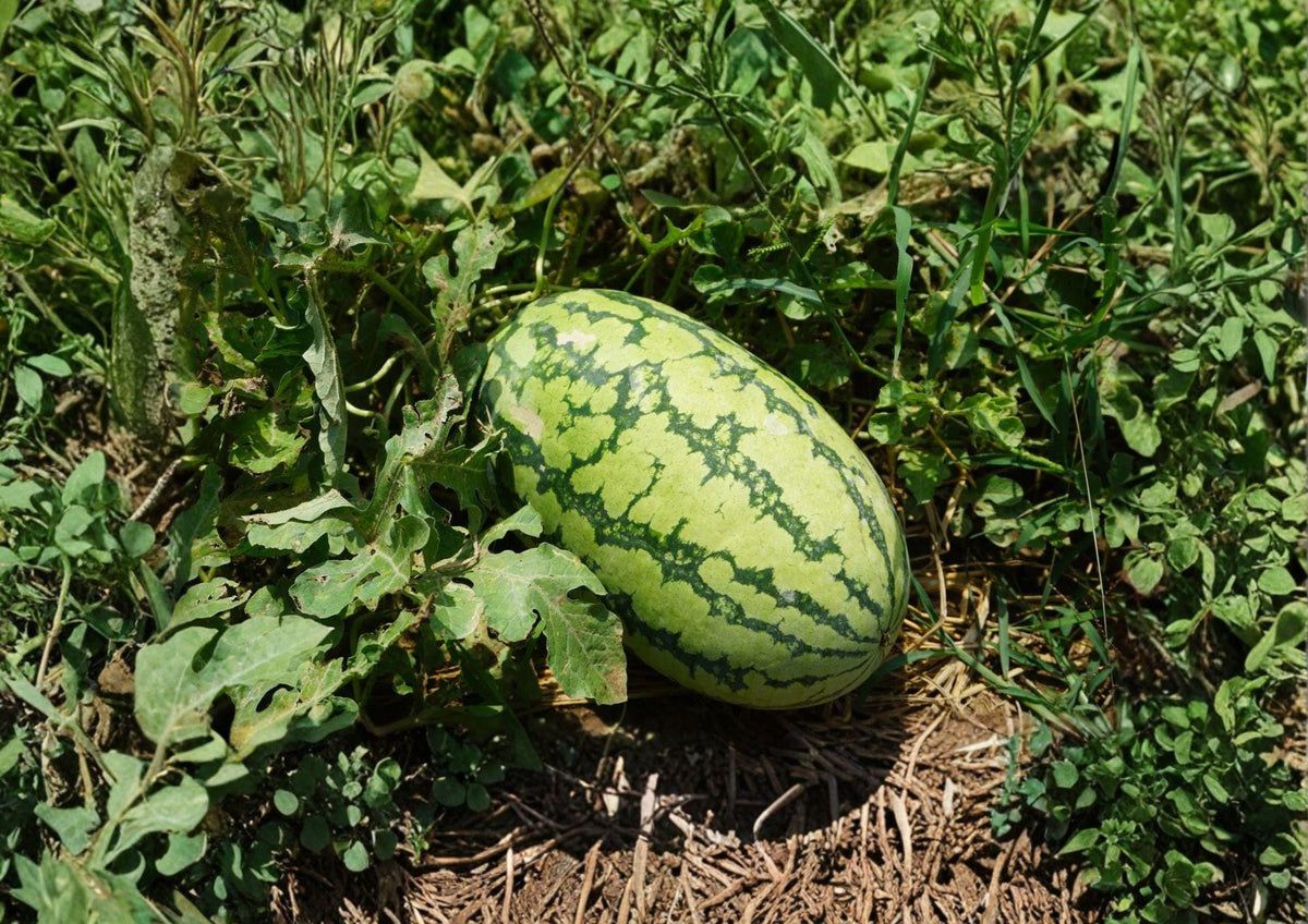 Jubilee Watermelon Seeds – Heirloom Vegetable Seeds for Sweet Red Melon, Large Oblong Fruit, Heirloom, Summer Crop