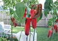 Giant Marconi Pepper Seeds – Heirloom Italian Sweet Vegetable Garden, Red Long Tapered Peppers, Gourmet Cooking