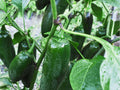 Early Jalapeno Pepper Seeds – 25 Count, Medium Heat Salsa Type, Capsicum annuum, Green to Red Ripening