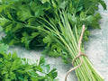 Italian Giant Parsley Seeds – Flat-Leaf Culinary Herb, Heirloom, Non-GMO, Petroselinum crispum