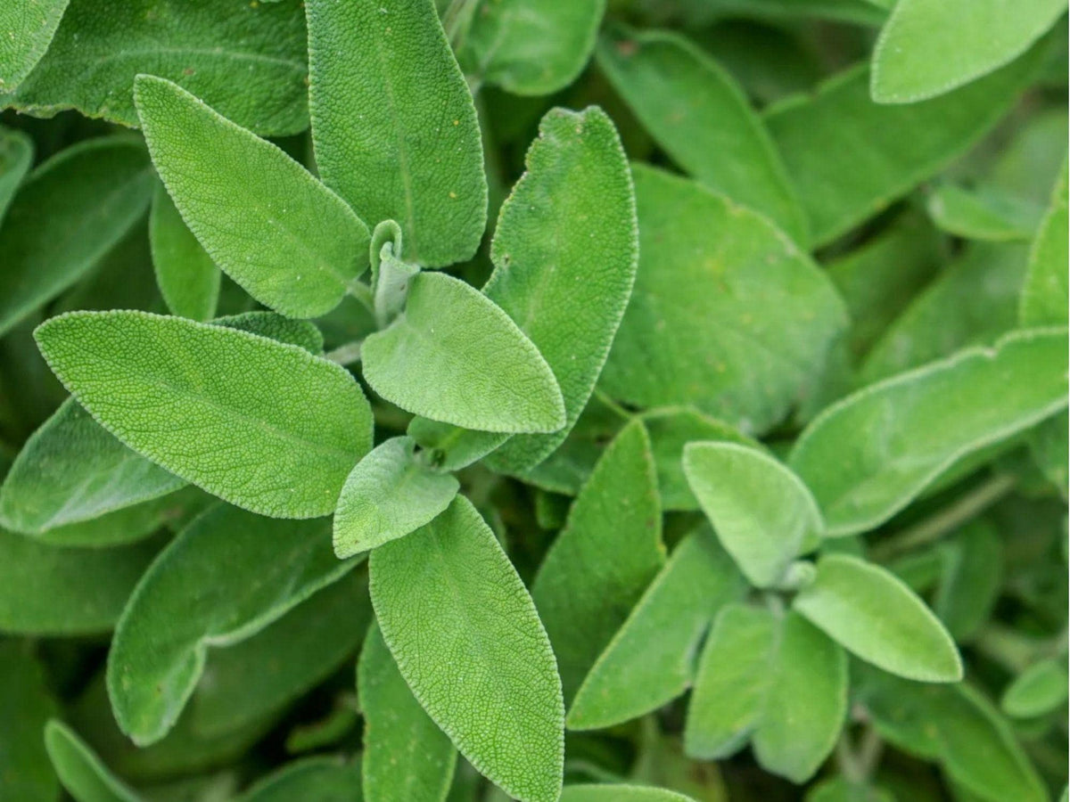 Broadleaf Sage Seeds – Heirloom, Non-GMO Culinary & Medicinal Herb (Salvia officinalis) – Perennial Herb for Cooking & Herbal Remedies