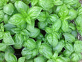 Genovese Basil Seeds – 500 Non-GMO Heirloom Italian Culinary Herb (Ocimum basilicum) for Pesto & Cooking