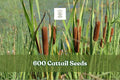 600 Cattail Seeds for Wetland Planting, Typha spp., Ornamental Grass for Ponds & Water Gardens