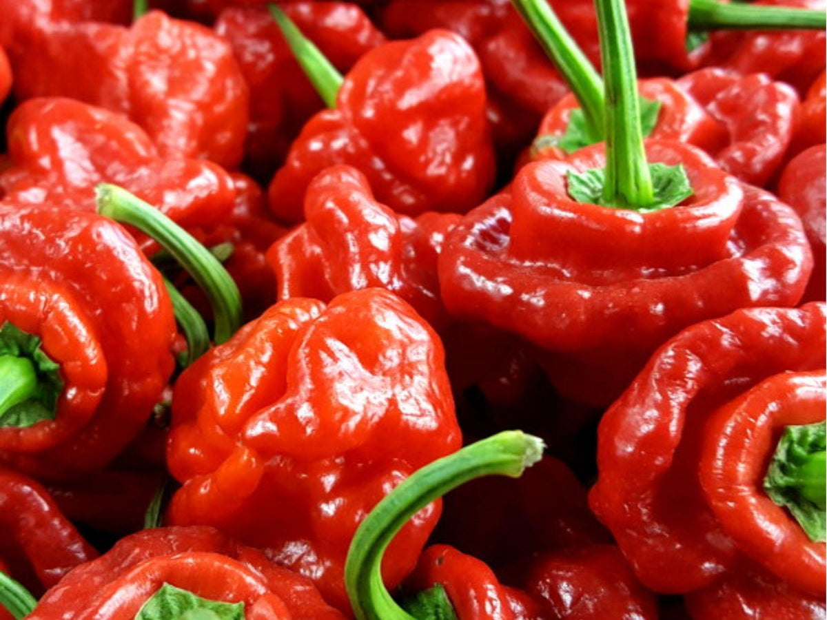 Red Scotch Bonnet Pepper Seeds – 25 Count, Caribbean Hot Chili, Capsicum chinense, High Heat, Lantern-Shaped Fruits